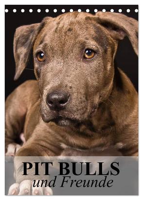 Pit Bulls und Freunde (Tischkalender 2024 DIN A5 hoch), CALVENDO Monatskalender von Stanzer,  Elisabeth