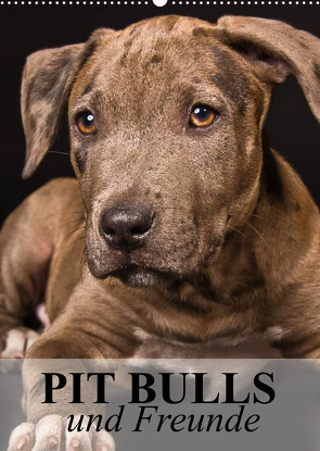 Pit Bulls und Freunde (Wandkalender 2023 DIN A2 hoch) von Stanzer,  Elisabeth