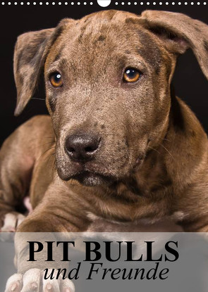 Pit Bulls und Freunde (Wandkalender 2023 DIN A3 hoch) von Stanzer,  Elisabeth