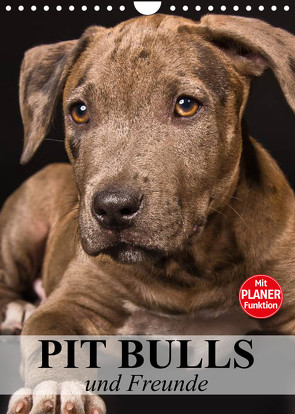 Pit Bulls und Freunde (Wandkalender 2023 DIN A4 hoch) von Stanzer,  Elisabeth