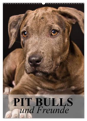 Pit Bulls und Freunde (Wandkalender 2024 DIN A2 hoch), CALVENDO Monatskalender von Stanzer,  Elisabeth