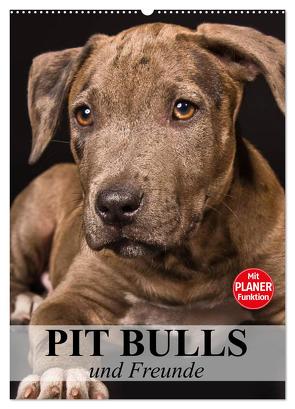 Pit Bulls und Freunde (Wandkalender 2024 DIN A2 hoch), CALVENDO Monatskalender von Stanzer,  Elisabeth