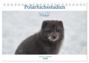Polarfuchsstudien Wildlife (Tischkalender 2024 DIN A5 quer), CALVENDO Monatskalender von Gerken,  Klaus