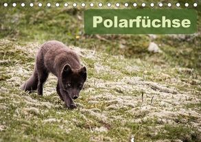 Polarfüchse (Tischkalender 2018 DIN A5 quer) von Gimpel,  Frauke