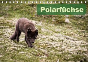 Polarfüchse (Tischkalender 2019 DIN A5 quer) von Gimpel,  Frauke