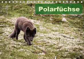 Polarfüchse (Tischkalender 2020 DIN A5 quer) von Gimpel,  Frauke