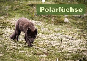 Polarfüchse (Wandkalender 2018 DIN A3 quer) von Gimpel,  Frauke