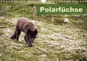 Polarfüchse (Wandkalender 2018 DIN A4 quer) von Gimpel,  Frauke