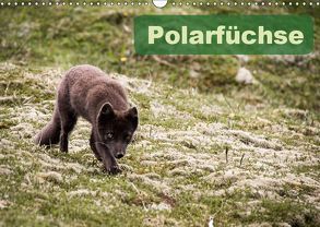 Polarfüchse (Wandkalender 2019 DIN A3 quer) von Gimpel,  Frauke