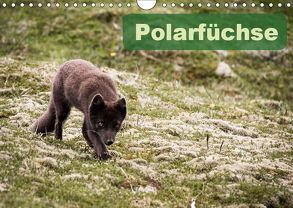 Polarfüchse (Wandkalender 2019 DIN A4 quer) von Gimpel,  Frauke