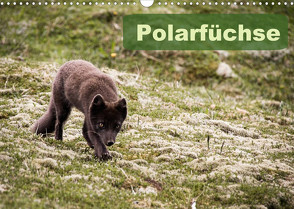 Polarfüchse (Wandkalender 2022 DIN A3 quer) von Gimpel,  Frauke