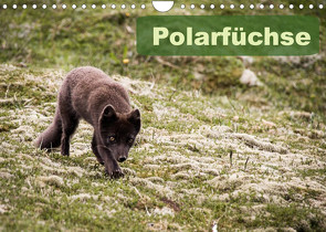 Polarfüchse (Wandkalender 2022 DIN A4 quer) von Gimpel,  Frauke