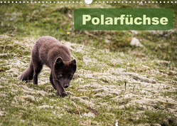 Polarfüchse (Wandkalender 2023 DIN A3 quer) von Gimpel,  Frauke