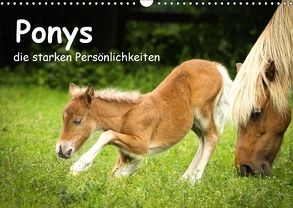 Ponys, die starken Persönlichkeiten (Wandkalender 2018 DIN A3 quer) von Seiboth,  Berit