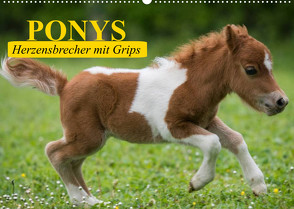 Ponys. Herzensbrecher mit Grips (Wandkalender 2023 DIN A2 quer) von Stanzer,  Elisabeth
