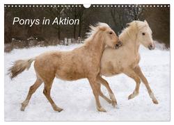 Ponys in Aktion (Wandkalender 2024 DIN A3 quer), CALVENDO Monatskalender von Hahn,  Günter