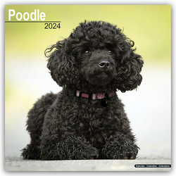 Poodle – Pudel 2024 – 16-Monatskalender