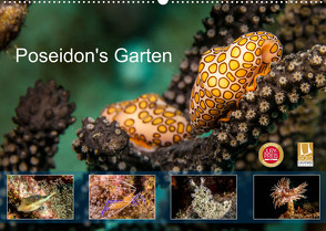 Poseidon’s Garten (Wandkalender 2022 DIN A2 quer) von & Tilo Kühnast - NaturePicsFilms,  Yvonne