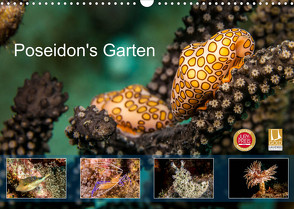 Poseidon’s Garten (Wandkalender 2023 DIN A3 quer) von & Tilo Kühnast - NaturePicsFilms,  Yvonne