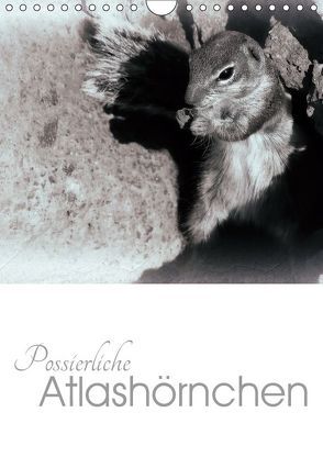 Possierliche Atlashörnchen (Wandkalender 2019 DIN A4 hoch) von M. Laube,  Lucy