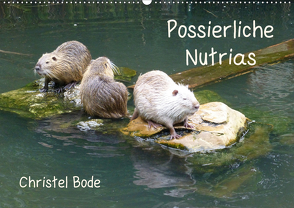 Possierliche Nutrias (Wandkalender 2021 DIN A2 quer) von Bode,  Christel