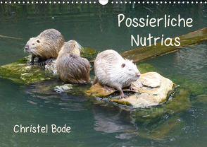 Possierliche Nutrias (Wandkalender 2021 DIN A3 quer) von Bode,  Christel