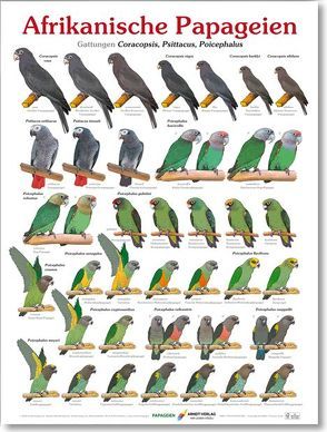 Poster Afrikanische Papageien von Arndt,  Thomas