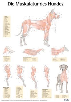 Poster Muskulatur des Hundes von Salomon,  Franz-Viktor