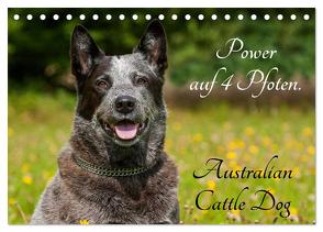 Power auf 4 Pfoten. Australian Cattle Dog (Tischkalender 2024 DIN A5 quer), CALVENDO Monatskalender von Starick,  Sigrid