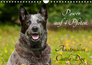 Power auf 4 Pfoten. Australian Cattle Dog (Wandkalender 2023 DIN A4 quer) von Starick,  Sigrid