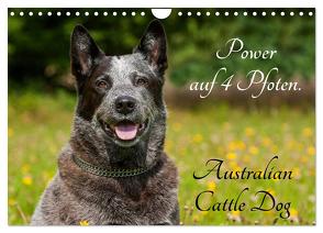 Power auf 4 Pfoten. Australian Cattle Dog (Wandkalender 2024 DIN A4 quer), CALVENDO Monatskalender von Starick,  Sigrid