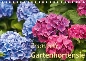 Prachtvolle Gartenhortensie (Tischkalender 2021 DIN A5 quer) von Keller,  Bernd