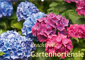 Prachtvolle Gartenhortensie (Wandkalender 2021 DIN A2 quer) von Keller,  Bernd