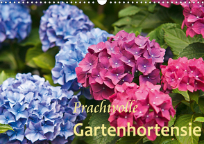 Prachtvolle Gartenhortensie (Wandkalender 2021 DIN A3 quer) von Keller,  Bernd