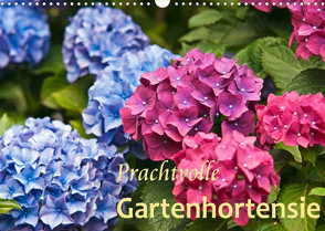 Prachtvolle Gartenhortensie (Wandkalender 2023 DIN A3 quer) von Keller,  Bernd