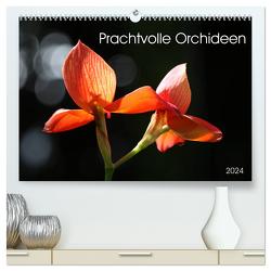 Prachtvolle Orchideen (hochwertiger Premium Wandkalender 2024 DIN A2 quer), Kunstdruck in Hochglanz von SchnelleWelten,  SchnelleWelten