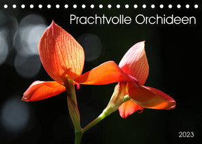 Prachtvolle Orchideen (Tischkalender 2023 DIN A5 quer) von SchnelleWelten