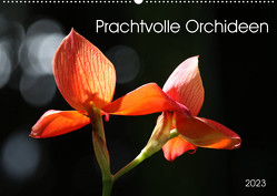 Prachtvolle Orchideen (Wandkalender 2023 DIN A2 quer) von SchnelleWelten