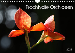 Prachtvolle Orchideen (Wandkalender 2023 DIN A4 quer) von SchnelleWelten