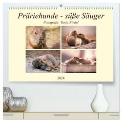Präriehunde – süße Säuger (hochwertiger Premium Wandkalender 2024 DIN A2 quer), Kunstdruck in Hochglanz von Riedel,  Tanja