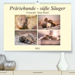 Präriehunde – süße Säuger (Premium, hochwertiger DIN A2 Wandkalender 2023, Kunstdruck in Hochglanz) von Riedel,  Tanja