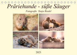 Präriehunde – süße Säuger (Tischkalender 2023 DIN A5 quer) von Riedel,  Tanja