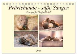 Präriehunde – süße Säuger (Tischkalender 2024 DIN A5 quer), CALVENDO Monatskalender von Riedel,  Tanja