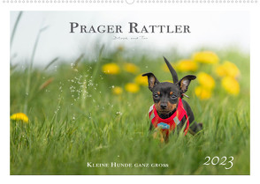 Prager Rattler – Black and Tan – Kleine Hunde ganz groß (Wandkalender 2023 DIN A2 quer) von - Seelenbilder,  Julo