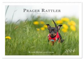 Prager Rattler – Black and Tan – Kleine Hunde ganz groß (Wandkalender 2024 DIN A2 quer), CALVENDO Monatskalender von - Seelenbilder,  Julo