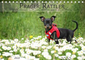 Prager Rattler (Tischkalender 2020 DIN A5 quer) von Julo-Seelenbider