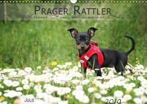 Prager Rattler (Wandkalender 2019 DIN A3 quer) von Julo-Seelenbider
