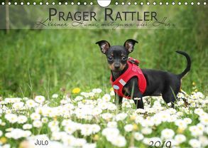 Prager Rattler (Wandkalender 2019 DIN A4 quer) von Julo-Seelenbider
