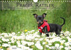 Prager Rattler (Wandkalender 2020 DIN A4 quer) von Julo-Seelenbider