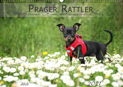 Prager Rattler (Wandkalender 2021 DIN A2 quer) von Julo-Seelenbider